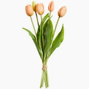 TULP MINI SARAH PEACH - 8 10 20 30 40 50 60 70 72 - 329485