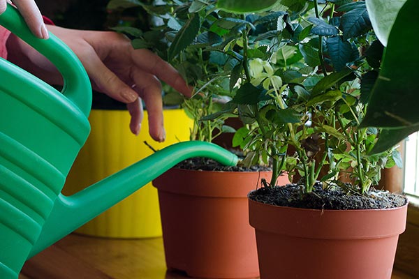 Gieter & plantenspuit