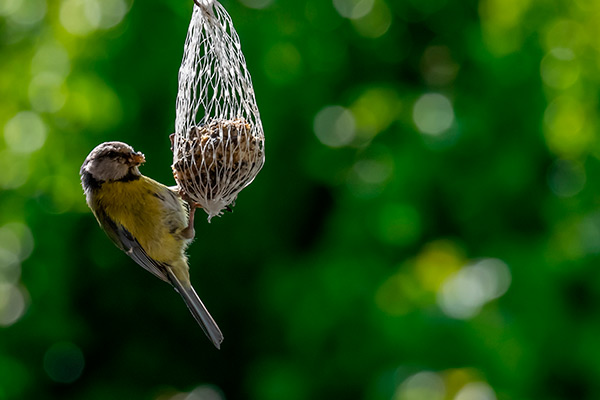 Vogelhuisjes & vogelvoer