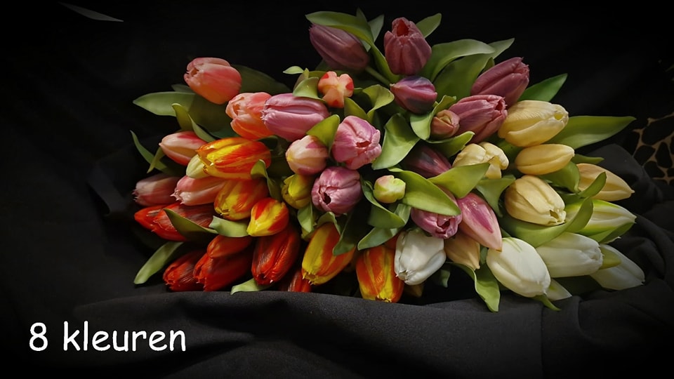 KUNST TULP BOEKET 7 KLEUR PRIJS PR KLEUR - Tulp - 534440